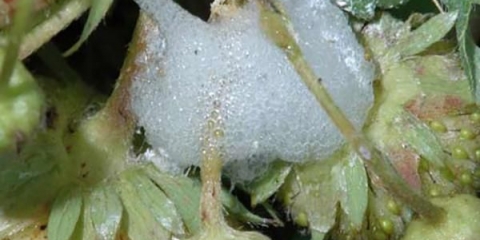 Pennitsa slina na jagode: kako se boriti